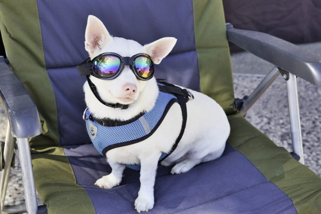 dog, cool, funny-4473240.jpg, Bild mit Hund, witzig, lustiger Bild von einem Hund mit Sonnenbrille