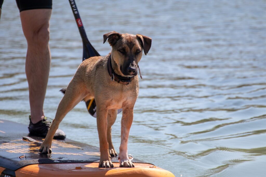 Stand Up Paddling mit Hund, SUP mit Hund, Hund auf einem Stand Up Paddle Board