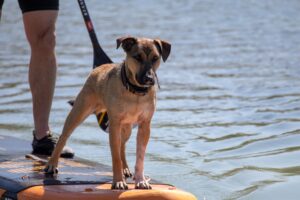 Stand Up Paddling mit Hund, SUP mit Hund, Hund auf einem Stand Up Paddle Board