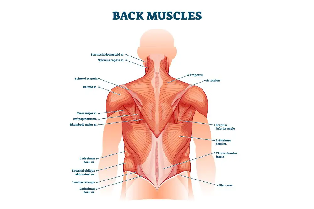 Back muscles labeled anatomical educational body scheme vector illustration, illustration used to explain why SUP is good to cure back pain as it trains the as well the deep muscles as big muscles